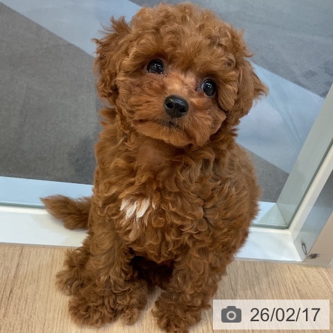 愛知県のトイプードル(トイ) (ペットプラス 岡崎店/2025年12月18日生まれ/男の子/レッド)の子犬の3枚目の画像