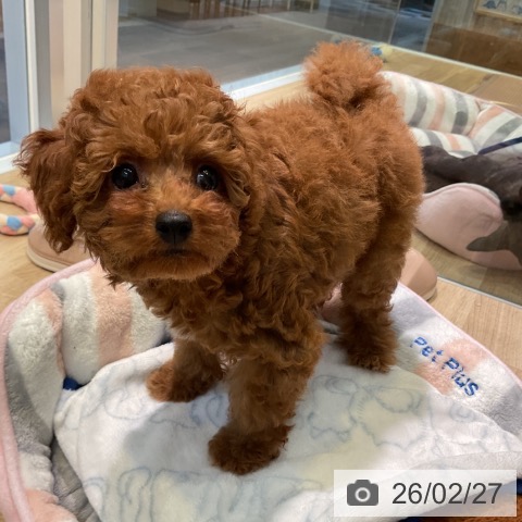 愛知県のトイプードル(トイ) (ペットプラス 岡崎店/2025年12月18日生まれ/男の子/レッド)の子犬の3枚目の画像