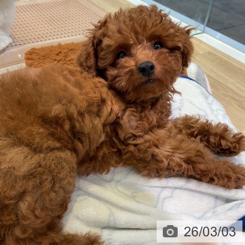愛知県のトイプードル(トイ) (ペットプラス 岡崎店/2025年12月18日生まれ/男の子/レッド)の子犬の4枚目の画像