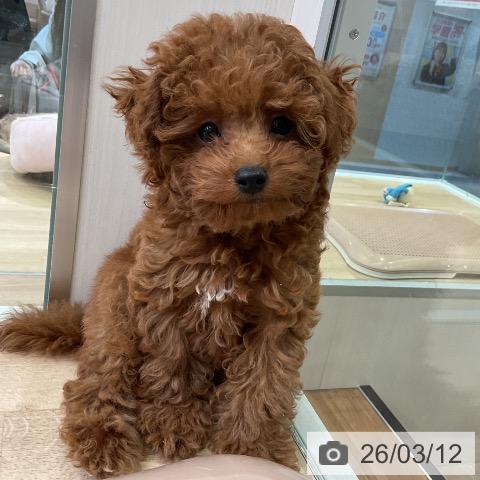 愛知県のトイプードル(トイ) (ペットプラス 岡崎店/2025年12月18日生まれ/男の子/レッド)の子犬の3枚目の画像