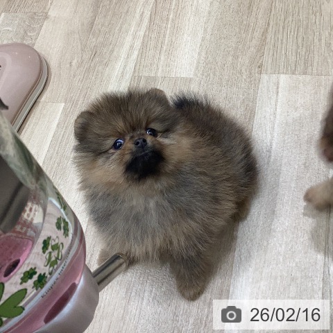 ポメラニアンの写真