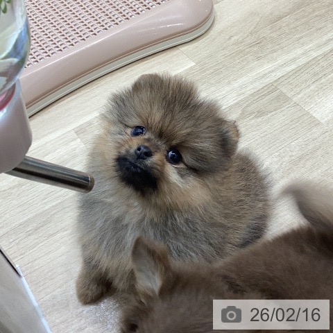 ポメラニアンの写真