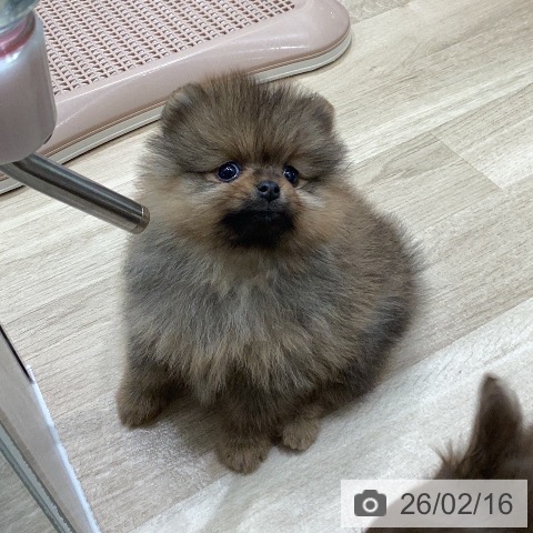 ポメラニアンの写真