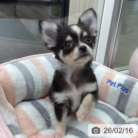 石川県のチワワ(ロング) (ペットプラス 白山店/2025年12月15日生まれ/女の子/ブラッククリームホワイト)の子犬の4枚目の画像