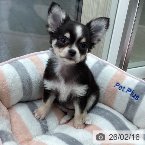 石川県のチワワ(ロング) (ペットプラス 白山店/2025年12月15日生まれ/女の子/ブラッククリームホワイト)の子犬の3枚目の画像