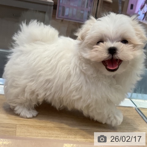 愛知県のマルチーズ (ペットプラス 岡崎店/2025年12月18日生まれ/男の子/ホワイト)の子犬の4枚目の画像