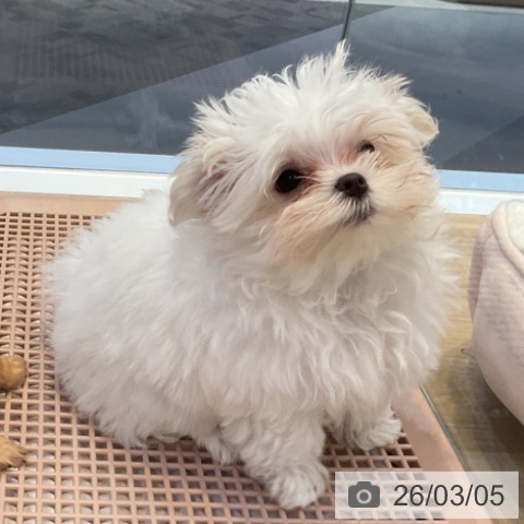愛知県のマルチーズ (ペットプラス 岡崎店/2025年12月18日生まれ/男の子/ホワイト)の子犬の4枚目の画像
