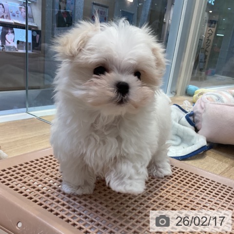 愛知県のマルチーズ (ペットプラス 岡崎店/2025年12月18日生まれ/男の子/ホワイト)の子犬の3枚目の画像