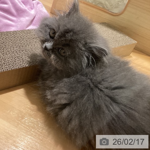 スコティッシュフォールドの写真