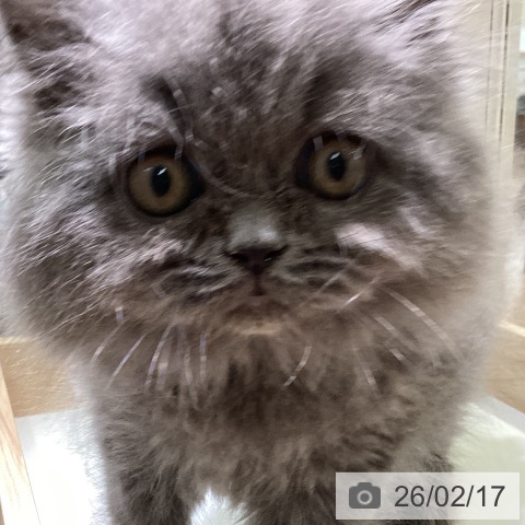 スコティッシュフォールドの写真