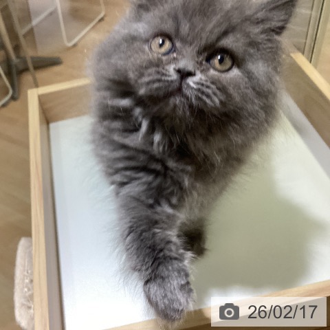 スコティッシュフォールドの写真