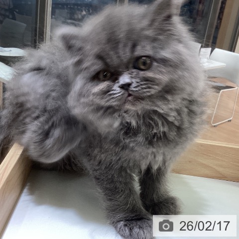 スコティッシュフォールドの写真