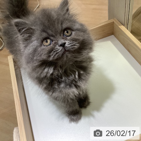 スコティッシュフォールドの写真