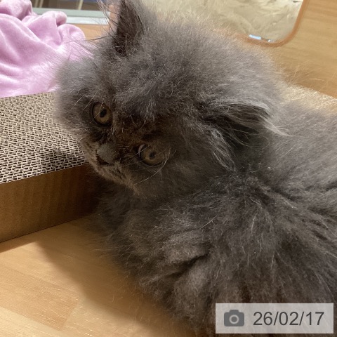 スコティッシュフォールドの写真