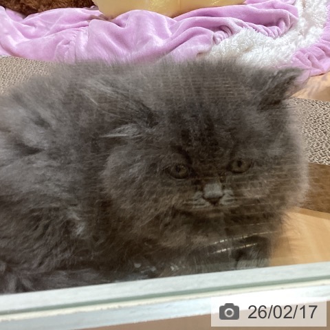 スコティッシュフォールドの写真