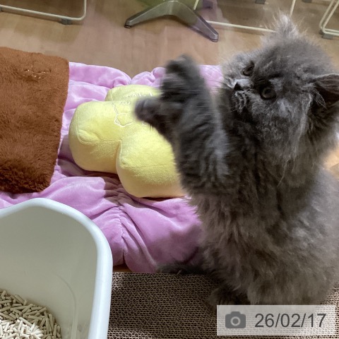 スコティッシュフォールドの写真