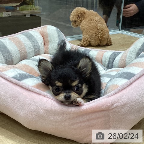 愛知県のチワワ(ロング) (ペットプラス 則武新町店/2025年12月18日生まれ/女の子/ブラックタン)の子犬の4枚目の画像