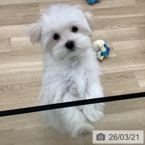 マルチーズの写真