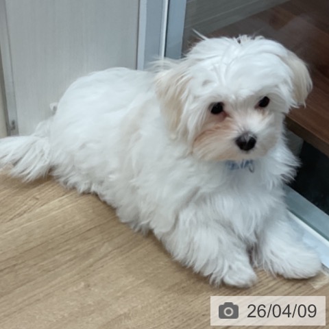 マルチーズの写真