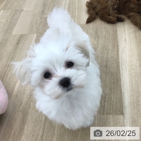 マルチーズの写真