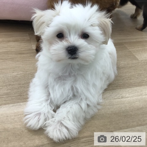愛知県のマルチーズ (ペットプラス 千音寺店/2025年12月17日生まれ/男の子/ホワイト)の子犬の4枚目の画像