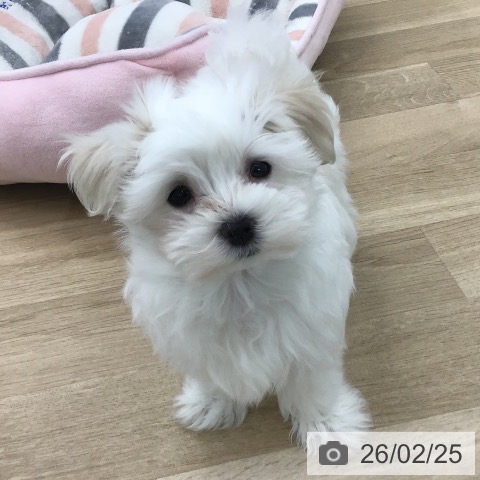 愛知県のマルチーズ (ペットプラス 千音寺店/2025年12月17日生まれ/男の子/ホワイト)の子犬の3枚目の画像