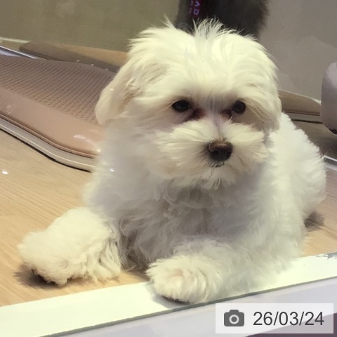 マルチーズの写真