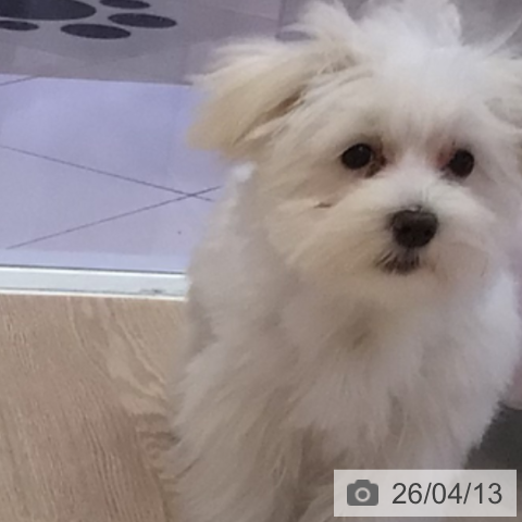 マルチーズの写真