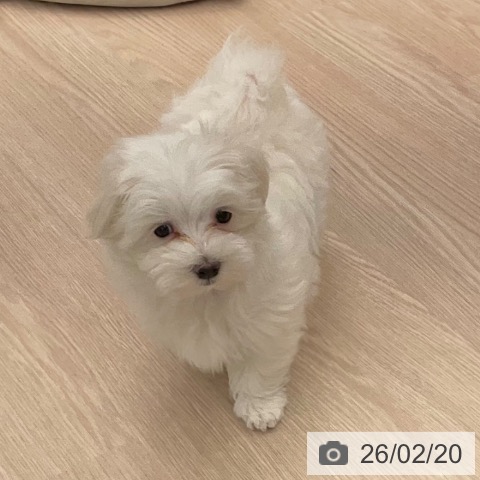 福井県のマルチーズ (ペットプラス 福井店/2025年12月17日生まれ/男の子/ホワイト)の子犬の4枚目の画像
