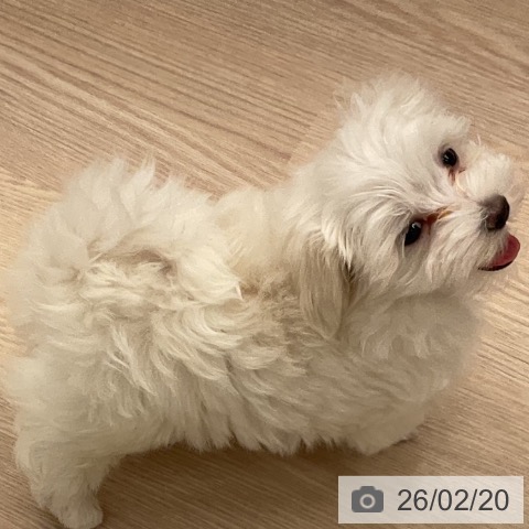 福井県のマルチーズ (ペットプラス 福井店/2025年12月17日生まれ/男の子/ホワイト)の子犬の3枚目の画像