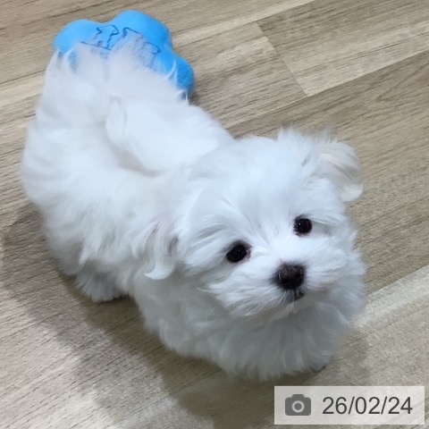岐阜県のマルチーズ (ペットプラス 各務原店/2025年12月17日生まれ/男の子/ホワイト)の子犬の4枚目の画像