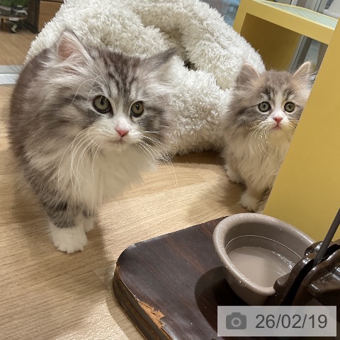 愛知県のノルウェージャンフォレストキャット (ペットプラス ナゴヤドーム前店/2025年12月10日生まれ/女の子/シルバーマッカレルタビーホワイト)の子猫の4枚目の画像