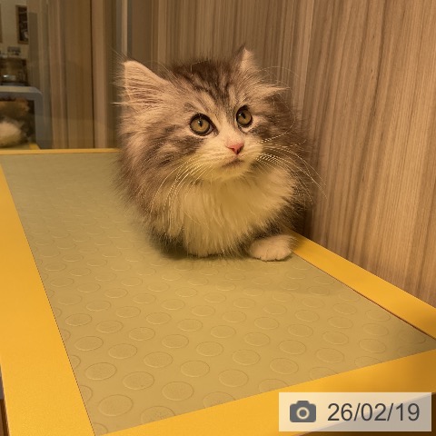 愛知県のノルウェージャンフォレストキャット (ペットプラス ナゴヤドーム前店/2025年12月10日生まれ/女の子/シルバーマッカレルタビーホワイト)の子猫の3枚目の画像