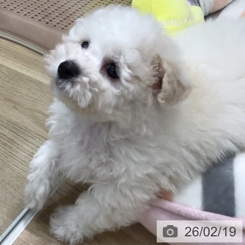 岐阜県のビションフリーゼ (ペットプラス 各務原店/2025年12月12日生まれ/男の子/ホワイト)の子犬の4枚目の画像