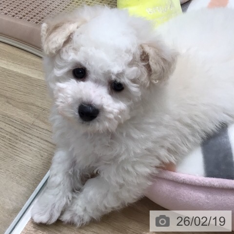 岐阜県のビションフリーゼ (ペットプラス 各務原店/2025年12月12日生まれ/男の子/ホワイト)の子犬の3枚目の画像