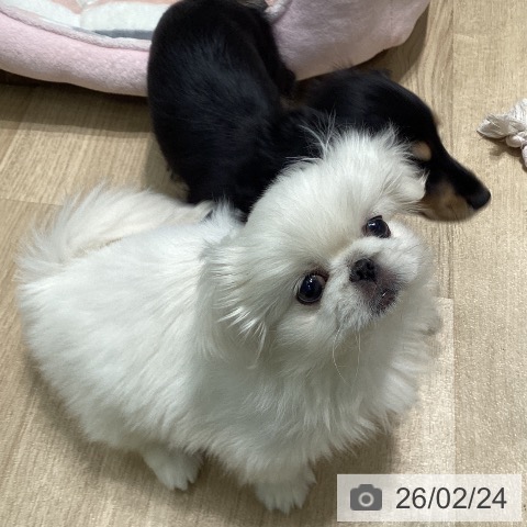 愛知県のペキニーズ (ペットプラス 則武新町店/2025年12月19日生まれ/女の子/クリーム)の子犬の4枚目の画像