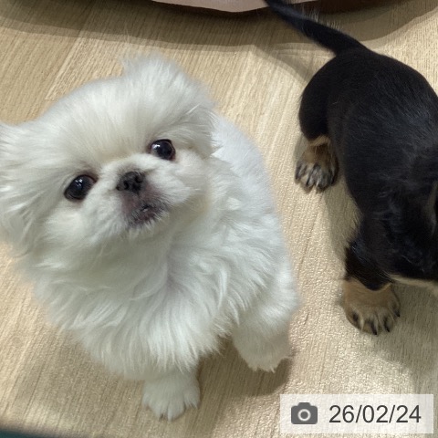 愛知県のペキニーズ (ペットプラス 則武新町店/2025年12月19日生まれ/女の子/クリーム)の子犬の3枚目の画像