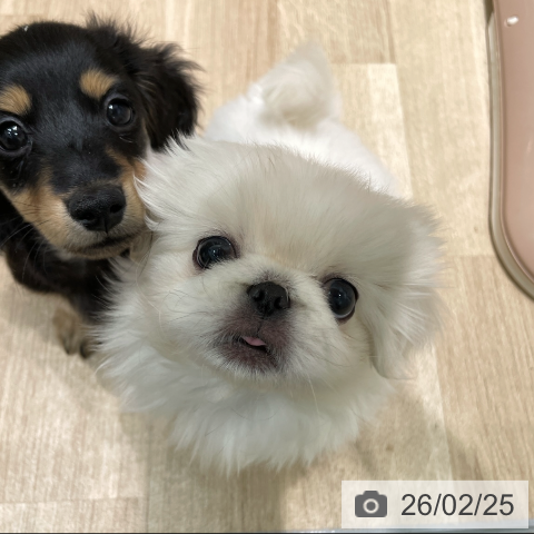 愛知県のペキニーズ (ペットプラス 則武新町店/2025年12月19日生まれ/女の子/クリーム)の子犬の4枚目の画像