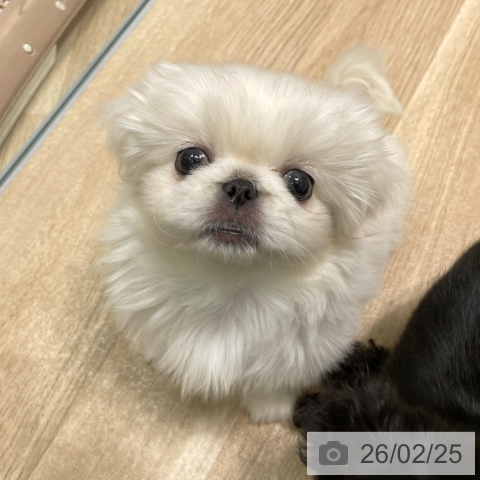 愛知県のペキニーズ (ペットプラス 則武新町店/2025年12月19日生まれ/女の子/クリーム)の子犬の3枚目の画像