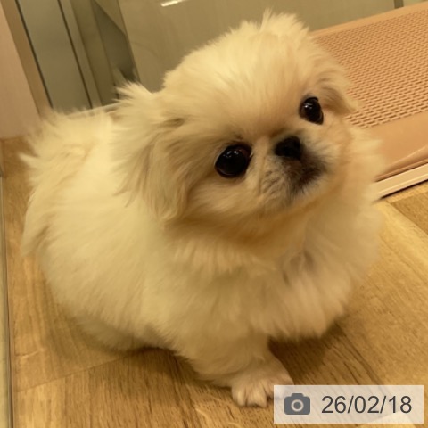 ペキニーズの写真