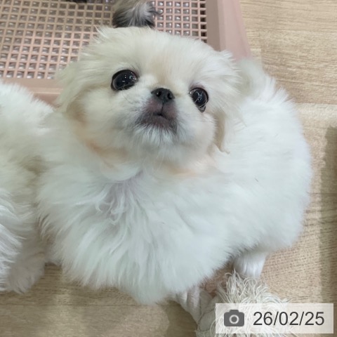 愛知県のペキニーズ (ペットプラス 岡崎店/2025年12月19日生まれ/女の子/クリーム)の子犬の3枚目の画像