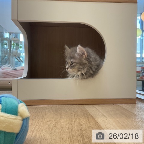 マンチカンの写真