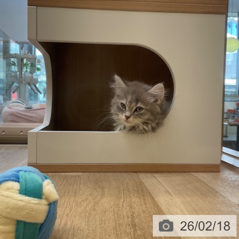 マンチカンの写真