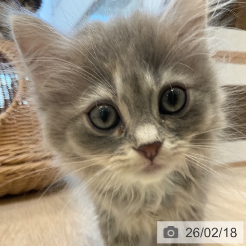 マンチカンの写真