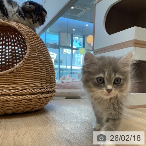 マンチカンの写真