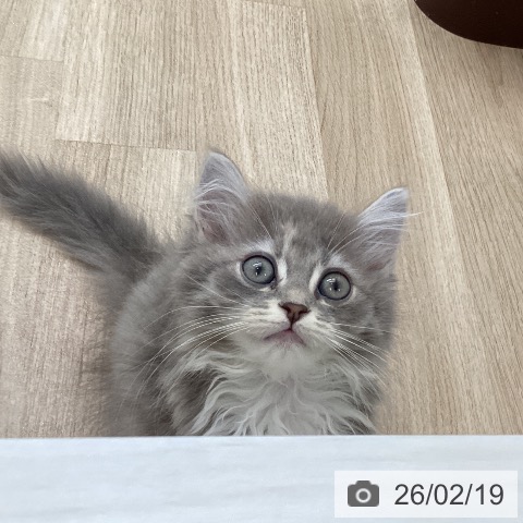 福岡県のマンチカン (ペットプラス ららぽーと福岡店/2025年12月2日生まれ/女の子/ブルーパッチドタビーホワイト)の子猫の4枚目の画像