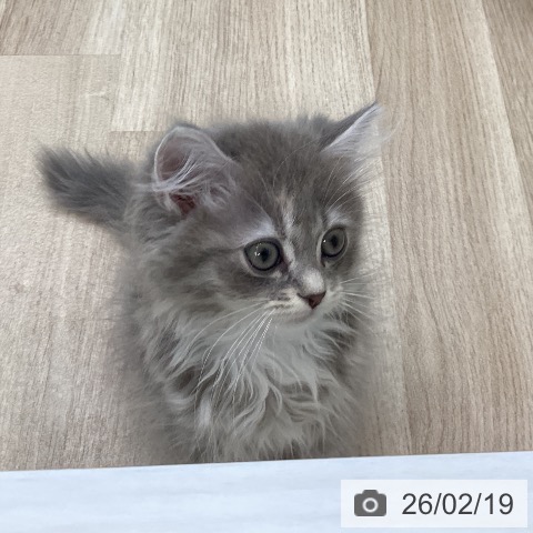 福岡県のマンチカン (ペットプラス ららぽーと福岡店/2025年12月2日生まれ/女の子/ブルーパッチドタビーホワイト)の子猫の3枚目の画像