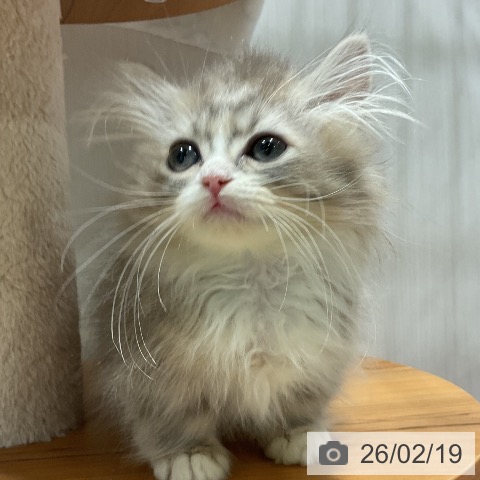 福岡県のミヌエット (ペットプラス 八幡東店/2025年11月30日生まれ/男の子/ブルータビーホワイト)の子猫の4枚目の画像