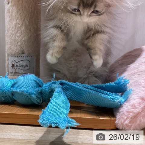 福岡県のミヌエット (ペットプラス 八幡東店/2025年11月30日生まれ/男の子/ブルータビーホワイト)の子猫の3枚目の画像