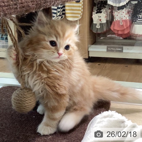 スコティッシュフォールドの写真